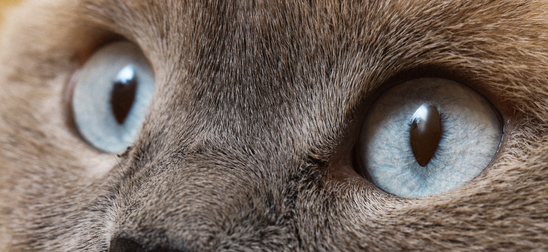 curiosidades de los ojos de los gatos